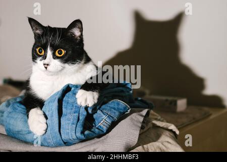 Divertente gatto di tuxedo bianco e nero che guarda la macchina fotografica da un mucchio di vestiti con la sua lingua. Foto Stock
