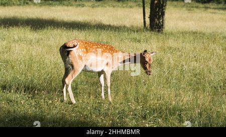 Cervo su un prato mentre pascola. La mucca di cervo mangia rilassato dall'erba. Animale sparato in natura Foto Stock