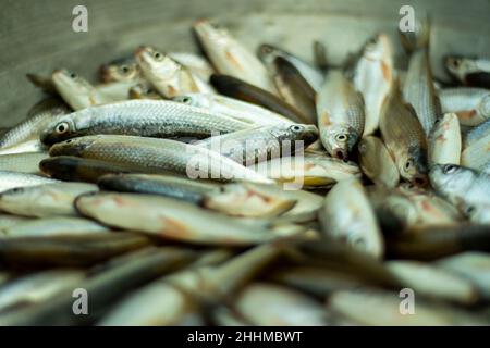 Diversi tipi di piccolo pesce fritto sono stati catturati dal laghetto del villaggio Foto Stock