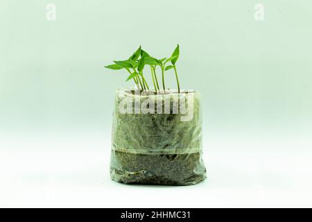 Piccole piantine di pepe da seme stanno crescendo in sacchi di politene in casa su sfondo bianco Foto Stock