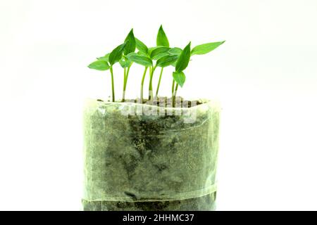 Piccola piantagione in casa e piantine di pepe da seme stanno crescendo in sacchetti di politene Foto Stock