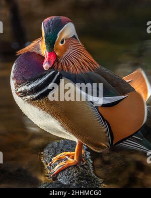 Un'anatra mandarina maschio colorata in piedi su una roccia nel fiume in una giornata luminosa di sole. Foto Stock