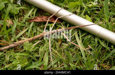 Australiano femmina Titan bastone insetto, acrophylla titan, in erba grezza esplorando manico di giardino rastrello. Queensland, estate. Foto Stock
