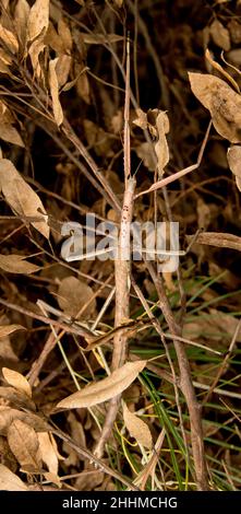 L'insetto di bastone Titan femminile australiano, acrophylla titan, tra le foglie morte sul terreno. Fortemente mimetizzazione. Queensland, estate. Foto Stock