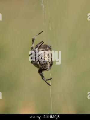 Profilo del ragnatela marroni australiani ragnatela ragnatela, eriophora transmarina, nel suo ragnatela in un giardino nel Queensland. Specie altamente variabile. Foto Stock