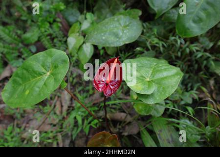 Un fiore rosso scuro di Antercurio fiorito nel giardino di casa Foto Stock