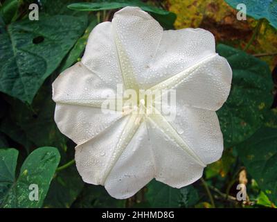 Bianco gloria mattutina (Ipomoea alba) sulla foresta tropicale Foto Stock