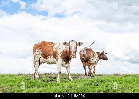 Mucche, in un campo sotto un cielo blu e un orizzonte dritto lontano, una retroriparazione che cammina via, e una mucca che guarda la macchina fotografica Foto Stock