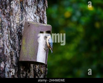 Primo piano di un singolo piccolo nuthatch (uccello da giardino) che si aggrappa alla scatola del nido appeso all'albero dal foro di entrata (occhio-striscia & becco) - Yorkshire occidentale, Inghilterra, Regno Unito. Foto Stock