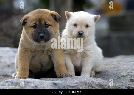 CUCCIOLI DI JINDO SULLA REMOTA ISOLA DI JINDO, FUORI DALLA COREA DEL SUD, CHE È CASA DEL CANE DI JINDO. IL CANE È STATO UNA RAZZA ISOLATA FIN DAI TEMPI DELLA PIETRA. ORA PER LA PRIMA VOLTA SONO STATI ALLEVATI FUORI DALLA COREA A BRISTOL CON L'OBIETTIVO DI MOSTRARLI A CRUFTS NEL 2005. COREA. IMMAGINE: GARYROBERTSPHOTOGRAPHY.COM Foto Stock