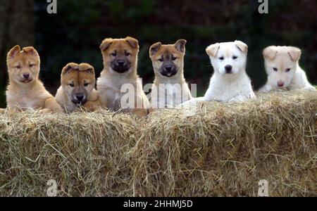 LA LETTIERA DEI CUCCIOLI DI JINDO ALLEVATI DAL ALLEVATORE MEG PARNELL - FALEGNAME AI SUOI CANILI A BRISTOL. E' LA PRIMA VOLTA CHE I CUCCIOLI VENGONO ALLEVATI UFFICIALMENTE AL DI FUORI DELLA COREA. BRISTOL. IMMAGINE: GARYROBERTSPHOTOGRAPHY.COM Foto Stock