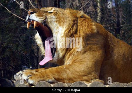 RAPIDO IL PRIMO LIGER NEL SAMSUNG EVERLAND SAFARI PARK DOVE UN LEONE MASCHIO CHE HA ABBINATO CON UNA TIGER FEMMINILE E HA PRODOTTO LIGERS .SAMSUNG EVERLAND. IMMAGINE DELLA COREA DEL SUD: GARYROBERTSPHOTOGRAPHY.COM Foto Stock