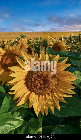 Teste di girasole fiorite in un campo di girasoli in sole che si adora presto (Helianthus Annus). Teste di girasole gialle aperte in un campo della Loira. Foto Stock