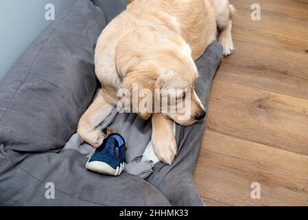 Un giovane ritrovo d'oro si trova su un playpen per cani su moderni pannelli in vinile e morsi sulle pantofole per bambini. Foto Stock