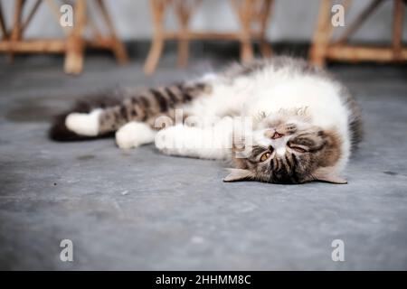 l'espressione del gatto destro che dorme rilassato Foto Stock