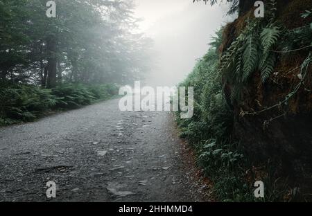 sentiero coperto di fern nella nebbia Foto Stock