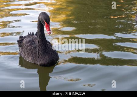 Una nuotata di cigno nero in un lago al tramonto. Foto Stock