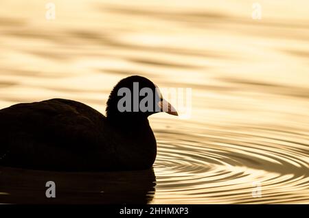 Coot eurasiatico (Fulica atra), Foto Stock