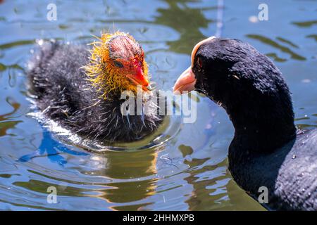Coca Eurasiana (Fulica atra), adulto che alimenta il suo giovane. Foto Stock