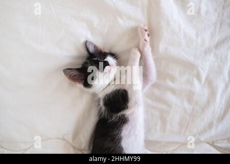 Carino gattino bianco e nero si trova su una coperta bianca accogliente Foto Stock