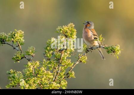 Maschio Chaffinch (Fringilla coelebs) arroccato in alto in un albero cantando Foto Stock
