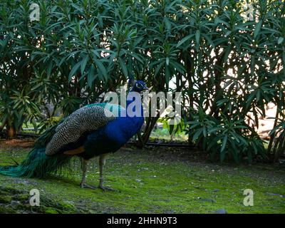 primo piano ritratto profilo di un maschio pavone in natura, pieno corpo pavone in profilo Foto Stock