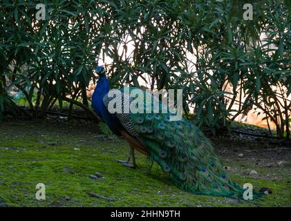 primo piano ritratto profilo di un maschio pavone in natura, pieno corpo pavone in profilo Foto Stock