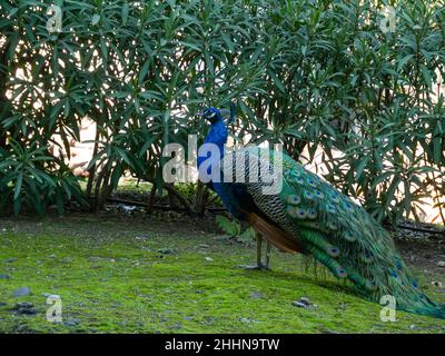 primo piano ritratto profilo di un maschio pavone in natura, pieno corpo pavone in profilo Foto Stock