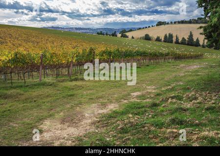 Azienda agricola, vigneto, pecora da pascolo, Macerata, Marche, Italia, Europa Foto Stock