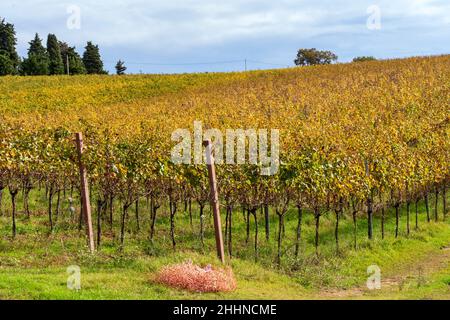 Azienda agricola, vigneto, Macerata, Marche, Italia, Europa Foto Stock