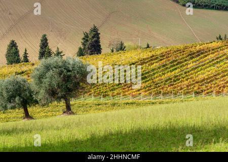 Azienda agricola, vigneto, Macerata, Marche, Italia, Europa Foto Stock