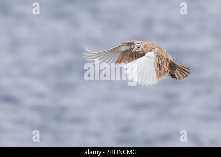 Pigeon in volo su un lago Foto Stock