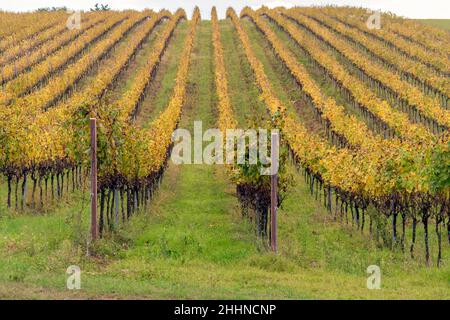 Azienda agricola, vigneto, Macerata, Marche, Italia, Europa Foto Stock