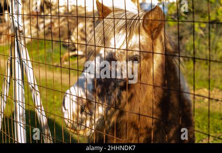 primo piano ritratto cavallo pony dietro una recinzione filo su una fattoria Foto Stock