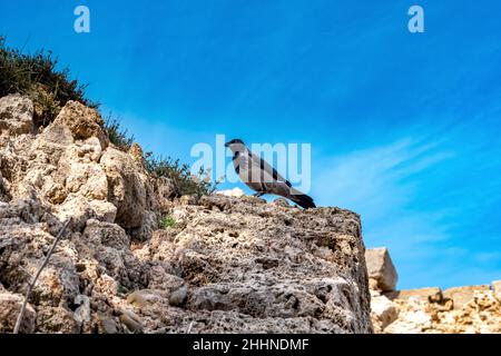 crow siede su una pietra di alcune antiche rovine contro il cielo Foto Stock