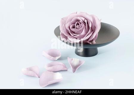Bella rosa singola su piatto nero Foto Stock