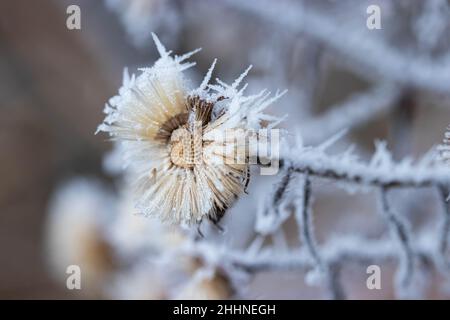 Fiori secchi ricoperti di ghiaccio spiky gelo primo piano-up foto in inverno. Foto Stock