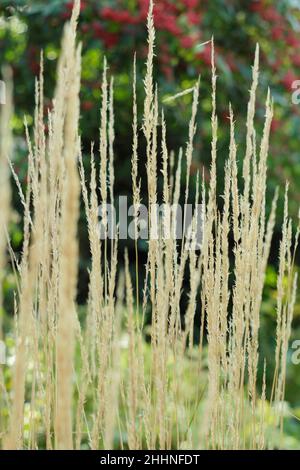 Calamagrostis x acutiflora 'Karl Foerster piume d'erba in autunno. Erba perpenniale decidua. REGNO UNITO Foto Stock