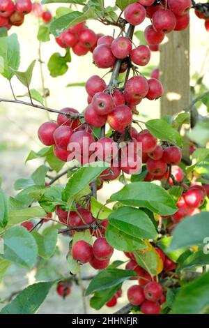 Malus 'meraviglioso'. Malus x atrosanguinea 'gorgeous' mele granchio in autunno. REGNO UNITO Foto Stock