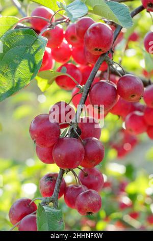 Malus 'meraviglioso'. Malus x atrosanguinea 'gorgeous' mele granchio in autunno. REGNO UNITO Foto Stock