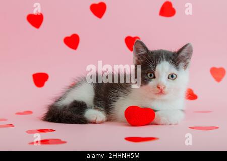 Cute spotted nero bianco gattino tiene in zampa abbraccio morbido cuore rosso come simbolo di amore, regalo regalo San Valentino isolato su sfondo rosa Foto Stock