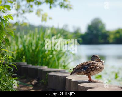 Femmina anatra di mallardo con in primavera lago riva, nel parco della città vicino fiume Moskva di proprietà Arkhangelskoye, regione di Mosca, Russia Foto Stock