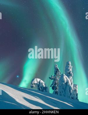 Aurora Borealis, aurora boreale, paesaggio invernale al chiaro di luna, alberi di abete rosso coperti di gelo e neve, Parco Nazionale di Koli, Finlandia Orientale Foto Stock