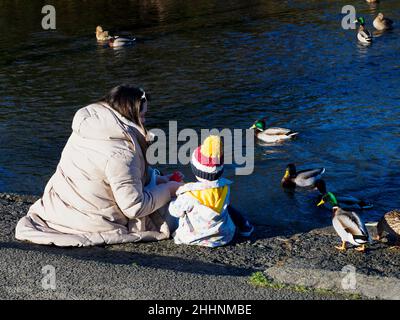 Madre e figlio nutrono anatre accanto al fiume Kensey, Launceston, Cornovaglia, Regno Unito Foto Stock