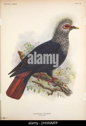 Il piccione blu di Mauritius (Alecroenas nitidissimus) è una specie estinta di piccione blu precedentemente endemica dell'isola di Mascarene di Mauritius nell'Oceano Indiano ad est del Madagascar. Di John Gerrard Keulemans da ' uccelli ' : un tentativo di unire in un volume un breve resoconto di quegli uccelli che si sono estinti in tempi storici : cioè, negli ultimi sei o settecento anni : A cui si aggiungono alcuni che ancora esistono, ma sono sul punto di estinzione. Di Baron, Lionel Walter Rothschild, 1868-1937 pubblicato 1907 come un libro in edizione limitata a Londra da Hutchinson & Co. Foto Stock