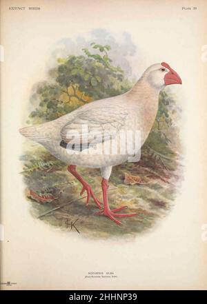 Il bianco Swanphen (Porphyrio albus qui come Notornis alba), anche conosciuto come il Signore Howe swanphen, Signore Howe gallinule o gallinule bianco, è una specie estinta di ferrovia che viveva sull'isola di Lord Howe, ad est dell'Australia. Si è incontrato per la prima volta quando gli equipaggi delle navi britanniche hanno visitato l'isola tra il 1788 e il 1790, e tutti i conti e le illustrazioni contemporanee sono stati prodotti durante questo periodo. Oggi esistono due pelli: Di John Gerrard Keulemans da ' [ uccelli ' : un tentativo di unire in un volume un breve resoconto di quegli uccelli che si sono estinti in tempi storici : cioè, con Foto Stock