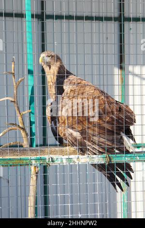 Ritratto di un uccello di aquila di preda seduto in una gabbia dello zoo. Il concetto di protezione ambientale, conservazione delle specie animali in pericolo, trattamento umano degli animali selvatici. Foto Stock