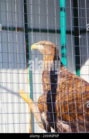 Ritratto di un uccello di aquila di preda seduto in una gabbia dello zoo. Il concetto di protezione ambientale, conservazione delle specie animali in pericolo, trattamento umano degli animali selvatici. Foto Stock