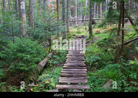ponte di legno su palude in foresta verde profondo Foto Stock