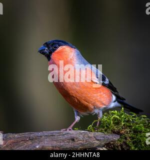 Bullfinch (Pyrrhula pyrrhula) appollaiato su un albero Foto Stock